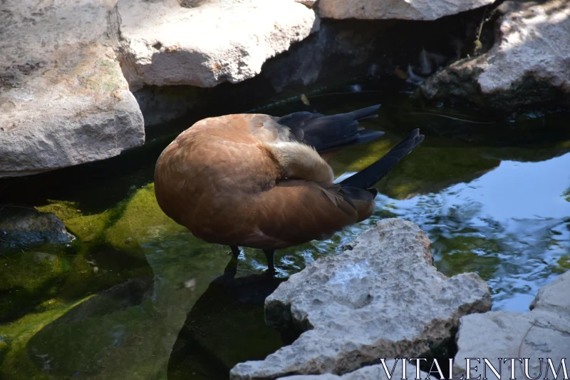 PHOTO Duck Grooming by Water's Edge