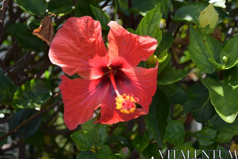 Hibiscus Flower Close-Up Free Stock Photo