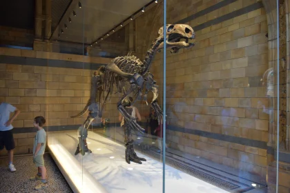 Prehistoric Dinosaur Display