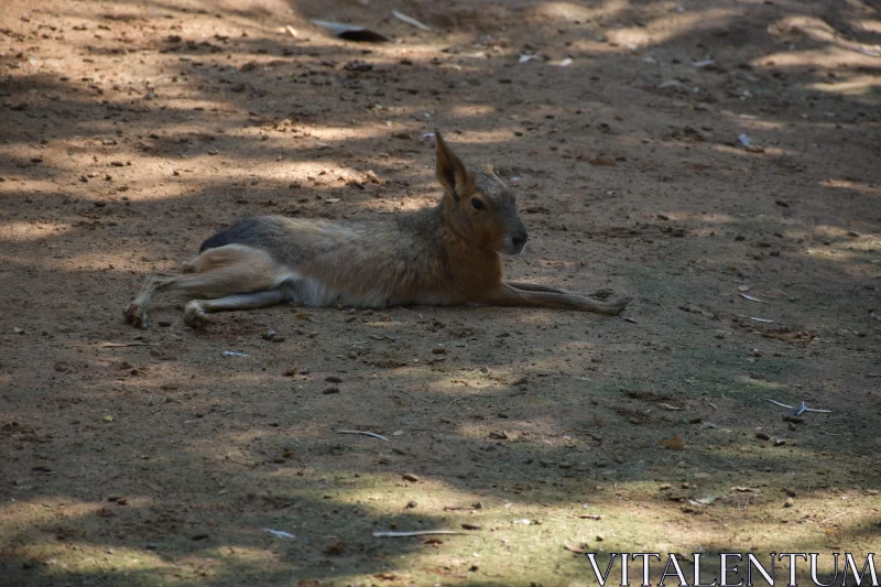 Rodent Resting in Sunlit Clearing Free Stock Photo