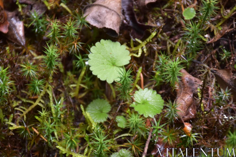 PHOTO Vibrant Leaves and Moss Close-Up