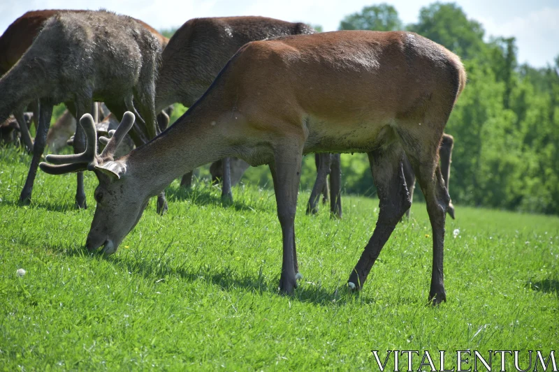 Scenic View of Grazing Deer Free Stock Photo