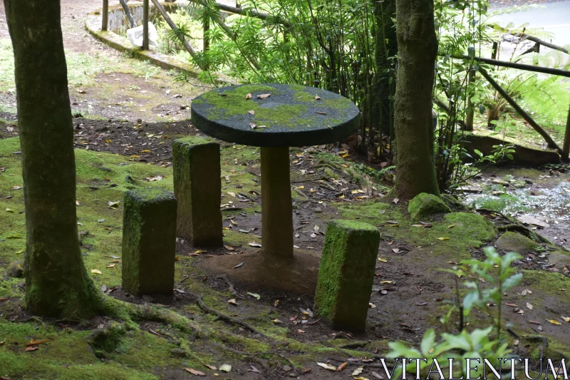 Forest Serenity with Mossy Stone Table Free Stock Photo