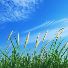 Sky Meets Grass: A Natural Symphony