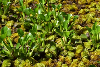 Vibrant Aquatic Plant Life