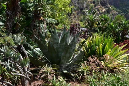 Serene Tropical Garden with Agave