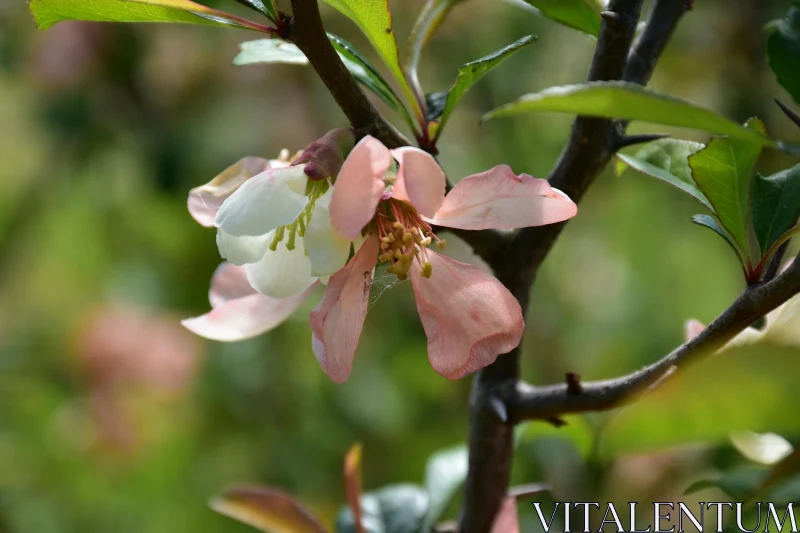 Spring Blossom Close-Up Free Stock Photo