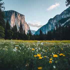 Flower Field with Mountain Backdrop