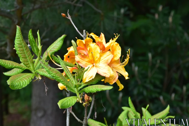 Bright Spring Blossoms Free Stock Photo