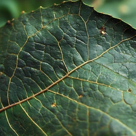 Detailed Leaf Veins in Macro Photography