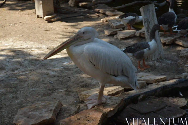 PHOTO Pelican in Natural Habitat