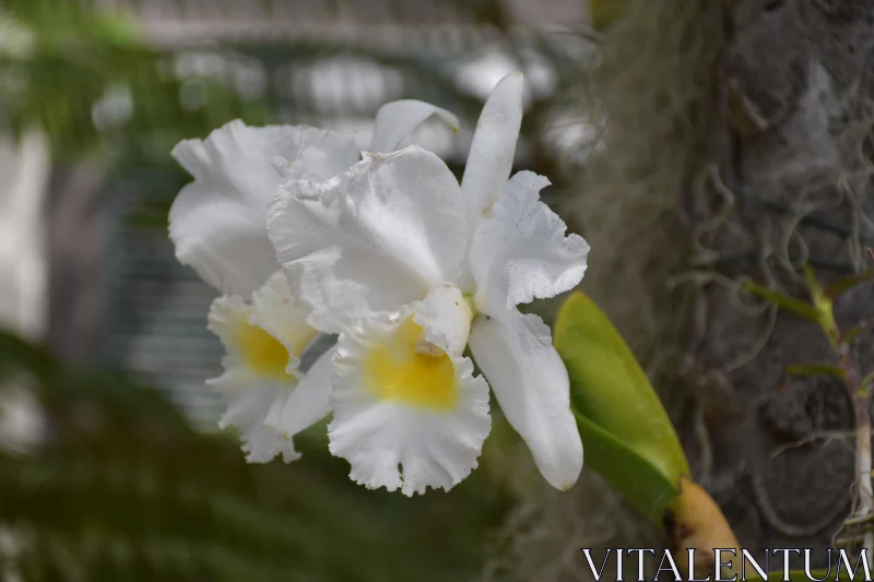 PHOTO White Orchid Close-Up