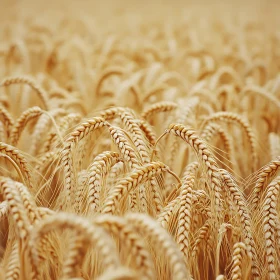 Ripe Wheat Field in Golden Sunlight