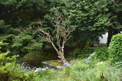 Gnarled Tree in Lush Garden