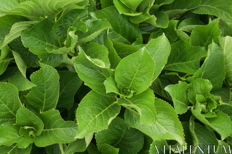 Vibrant Flora Close-Up Free Stock Photo