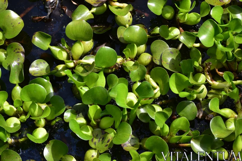 Aquatic Greenery at its Finest Free Stock Photo