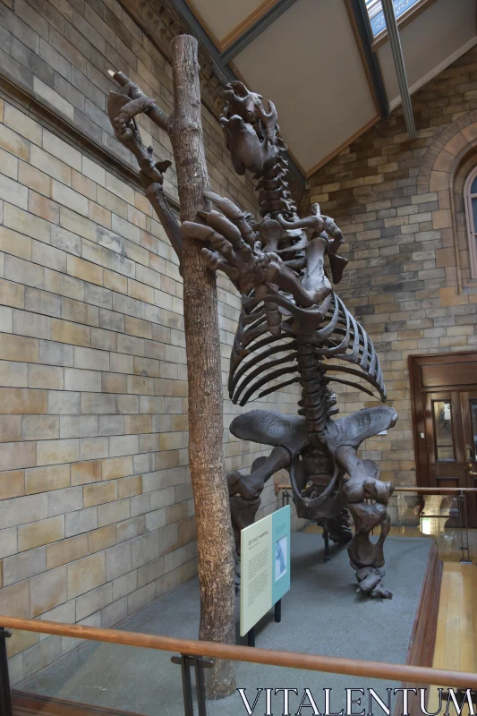 Fossil Exhibit Display Free Stock Photo