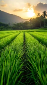 Golden Hour Over Green Rice Field