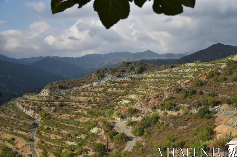 PHOTO Terraced Fields on a Mountain Slope