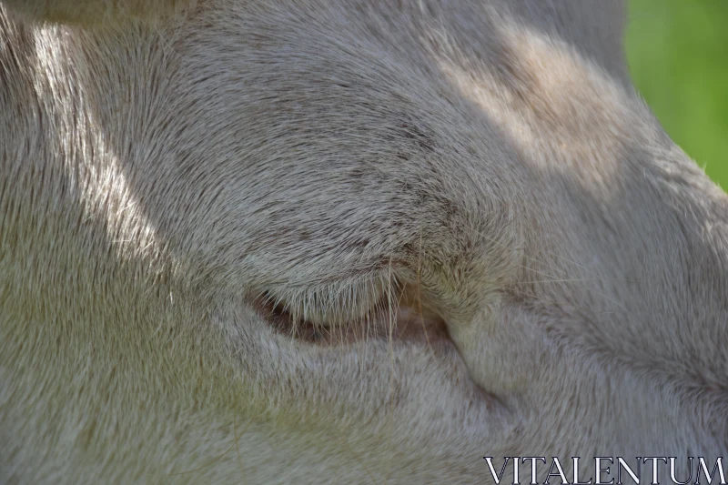 Intricate Goat Texture Free Stock Photo