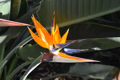 Vibrant Bird of Paradise in Garden