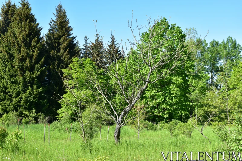 Forest Scene with Bare Tree Free Stock Photo