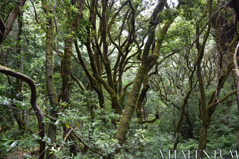 Mossy Woodland Landscape Free Stock Photo