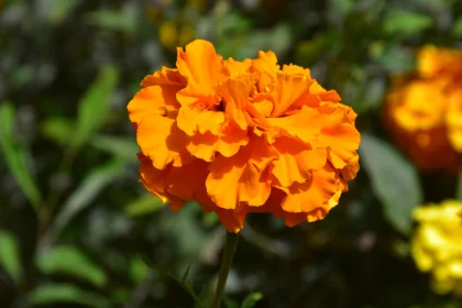 Bright Orange Marigold Flower