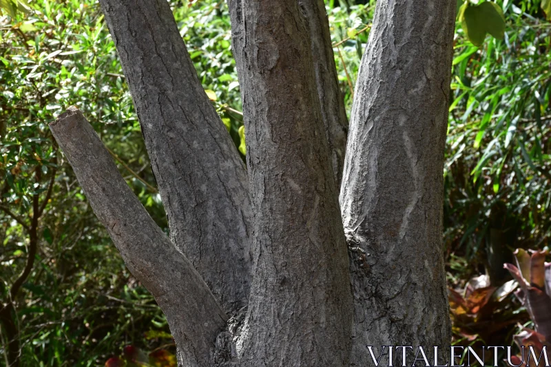 Close-Up of a Tree Trunk with Detailed Bark Free Stock Photo