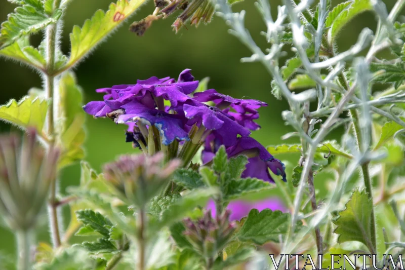 Purple Blooms in Garden Setting Free Stock Photo