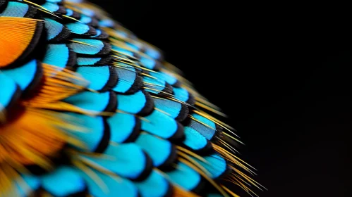 Exquisite Peacock Feather: A Study of Color and Contrast