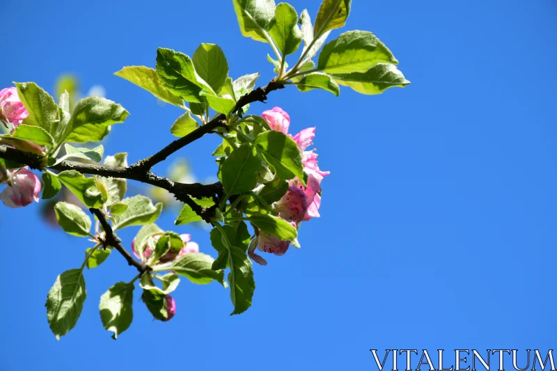 Spring Blossoms on a Sunny Day Free Stock Photo