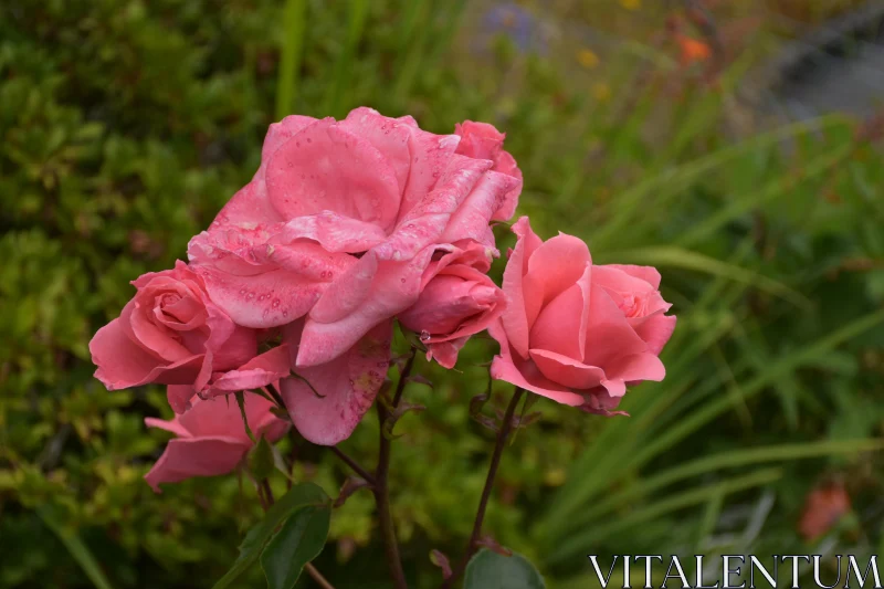 PHOTO Serene Pink Roses with Dew Drops