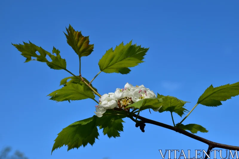 White Blossoms with Green Leaves Free Stock Photo