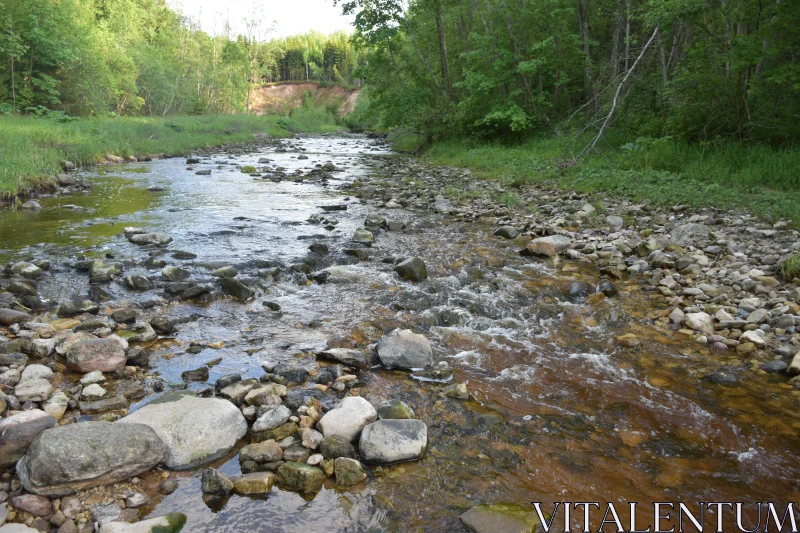 Tranquil Water Flow in Forest Free Stock Photo