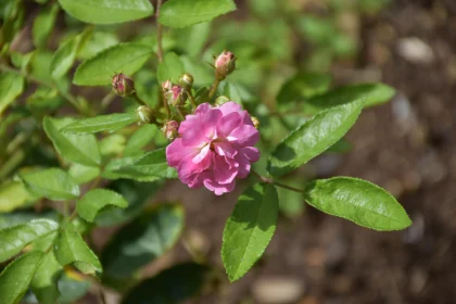 Blooming Pink Rose with Green Leaves