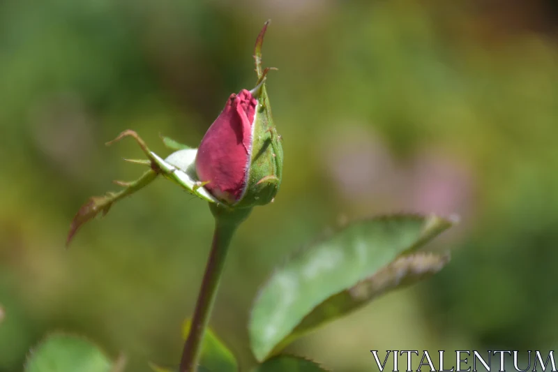 Close-up of Blooming Rosebud Free Stock Photo