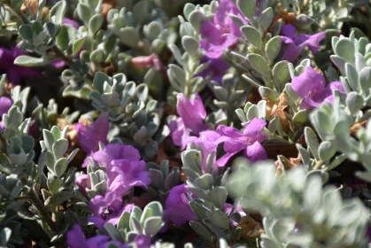 Blooming Purple and Green Delight