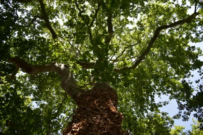 Sunlit Tree Canopy