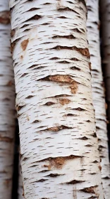 Close-up of Birch Tree - An Intricate Display of Nature's Artistry