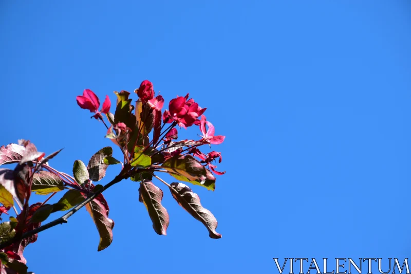 Crimson Flowers in Spring Free Stock Photo