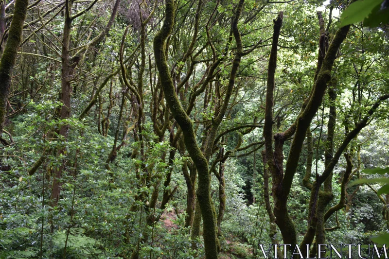 PHOTO Mystical Woodlands and Verdant Canopy