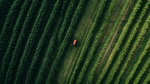 Aerial View of Green Field with Drone