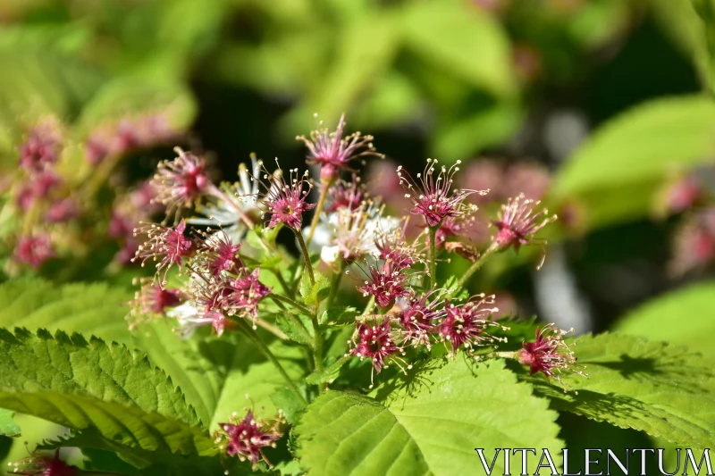 PHOTO Pink Blooms Display