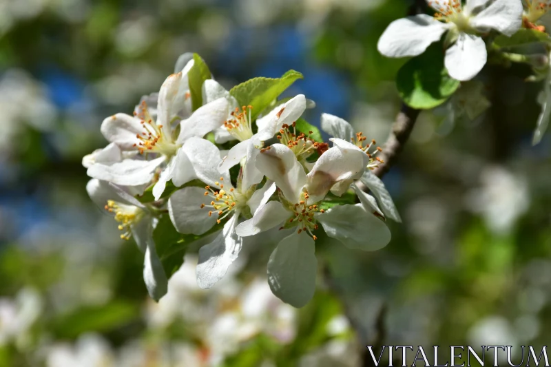 White Blossom Cluster Free Stock Photo