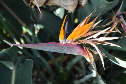 Exotic Bird of Paradise Flower