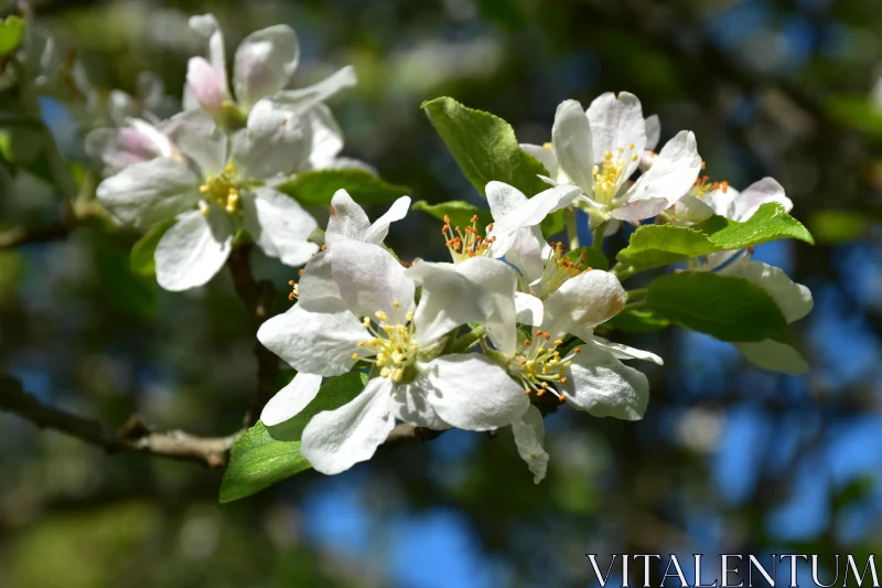 Sunlit White Apple Flowers Free Stock Photo