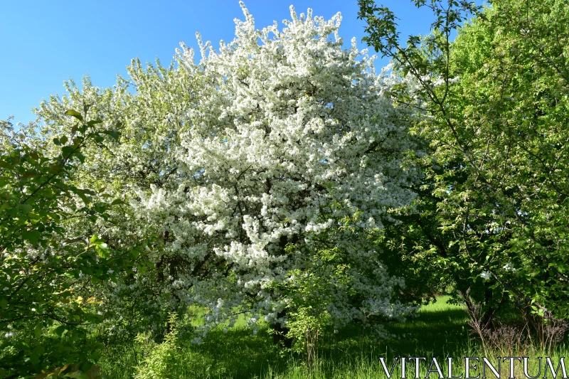 White Blossoms in Nature Free Stock Photo