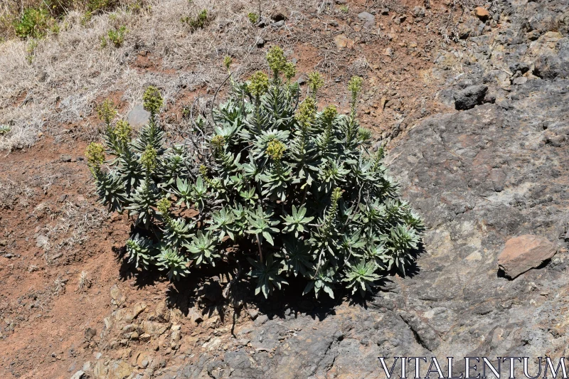 PHOTO Rocky Terrain Greenery