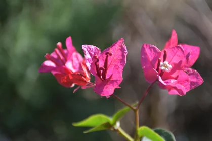 Vibrant Pink Bougainvillea